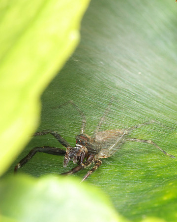 Trite planiceps