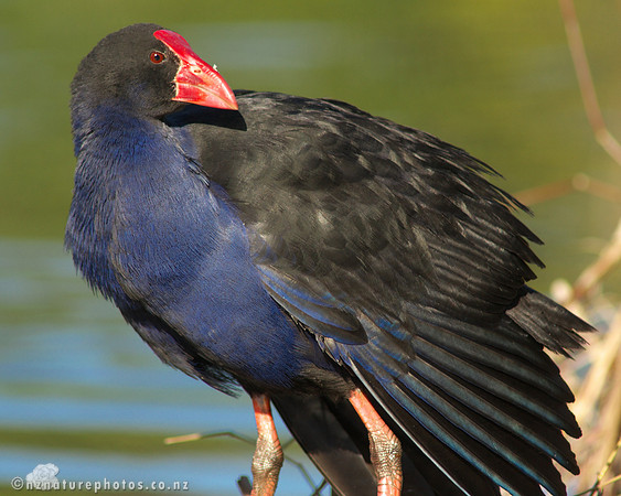 Pukeko
