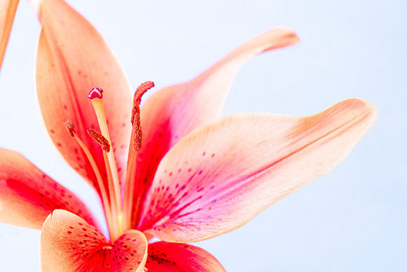 High-Key Asiatic Lily
