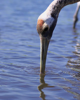 Red Crowned Crane