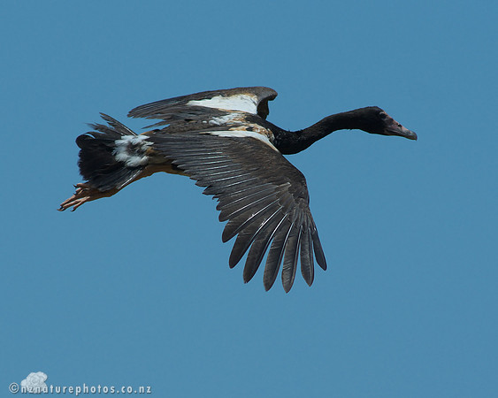 Magpie Goose