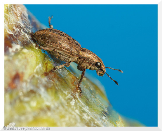 Weevil