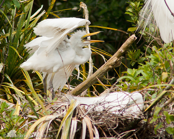 Kotuku
