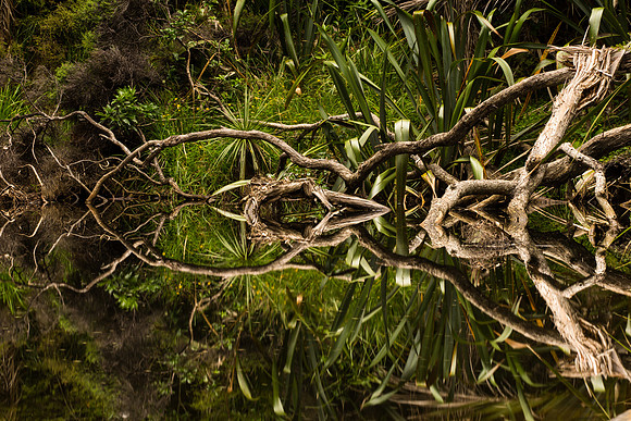 Reflection in Mokoroa