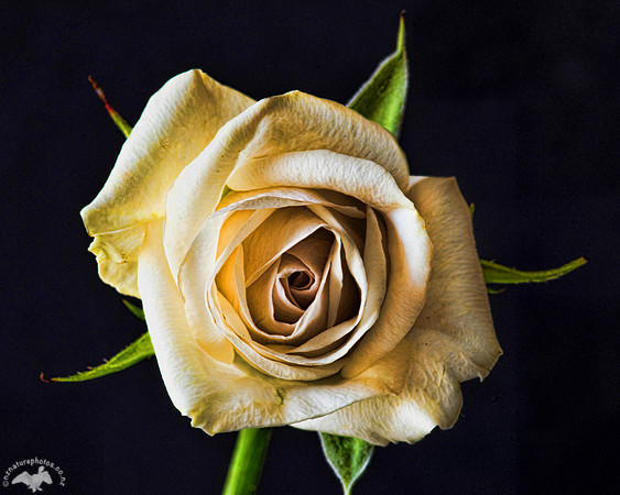 Old Rose