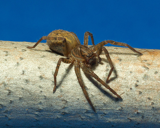 Unidentified Forest Spider