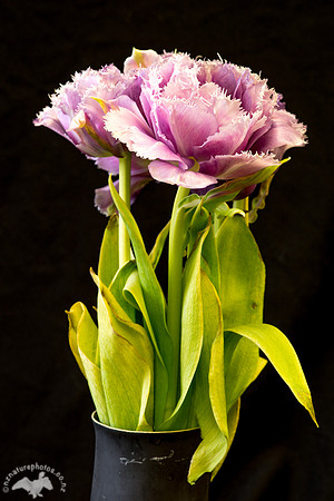 Frilled Tulip in Vase