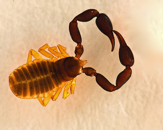 Pseudoscorpion