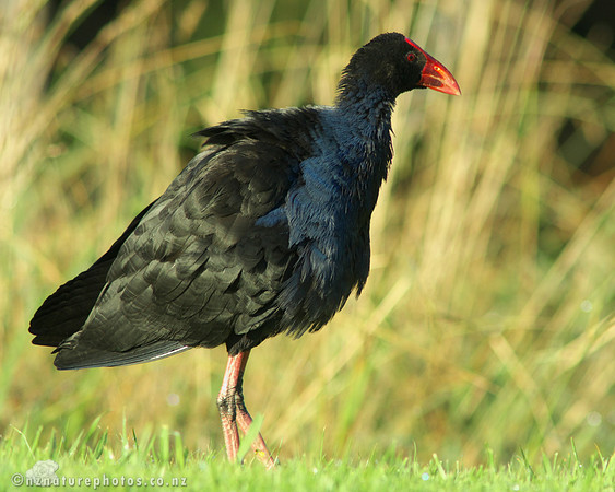 Pukeko