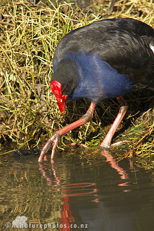 Pukeko