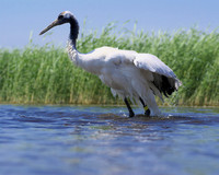 Red Crowned Crane