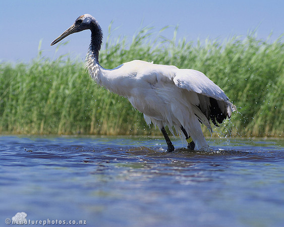 Red Crowned Crane