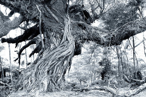 Gothic Tree