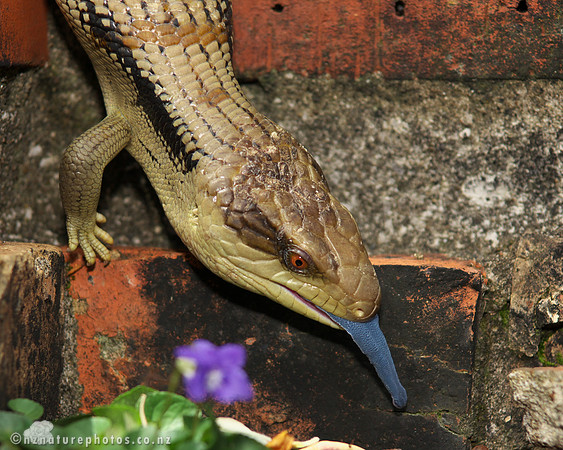 Blue Tongued Skink