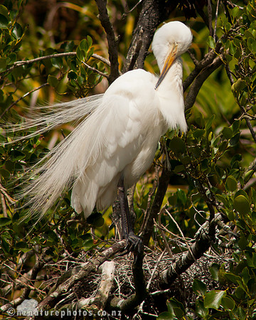 Kotuku