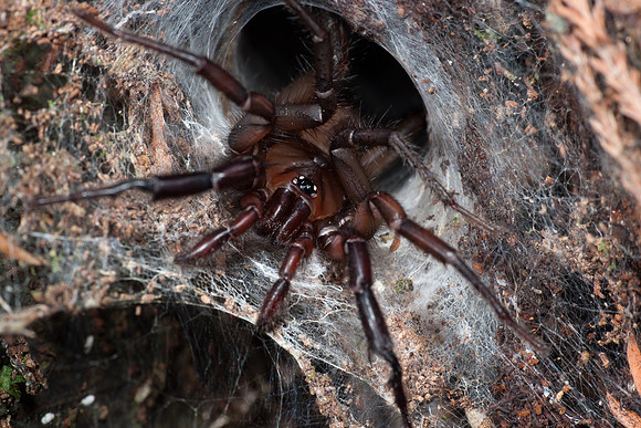 Tunnelweb