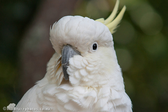 Sulphur Crested Cockatoo 2