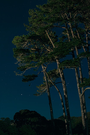 Moonlight Pines
