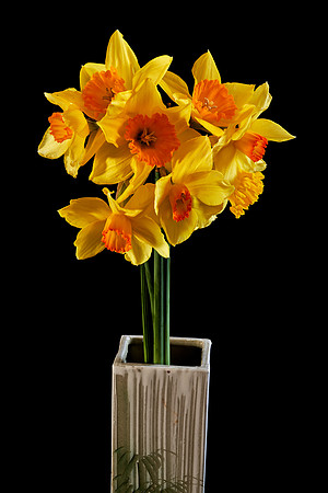 daffodil