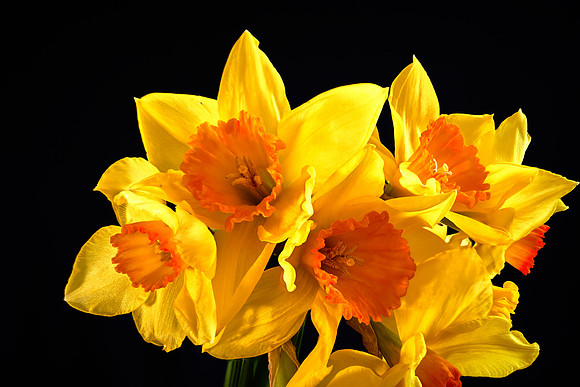 daffodil