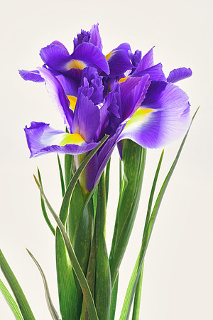 iris