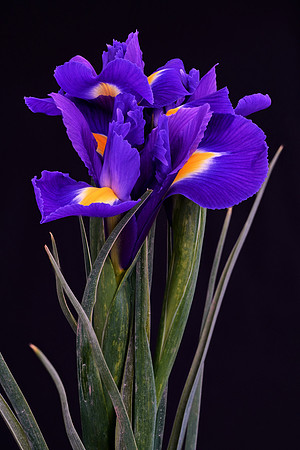 iris