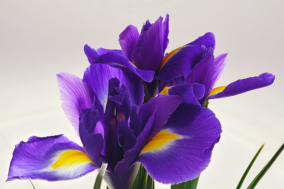 iris