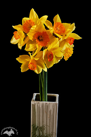 Daffodils in Vase