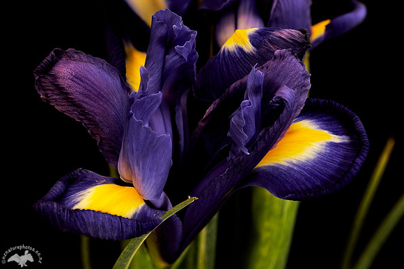 Iris Close Up