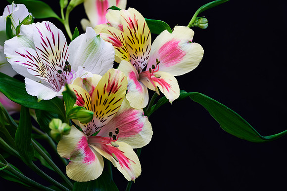 Alstroemeria Flowers