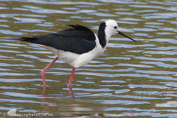Pied Stilt