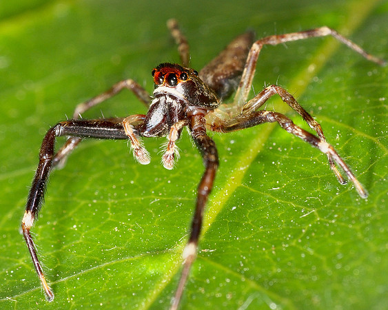 Long-legged Jumping Spider