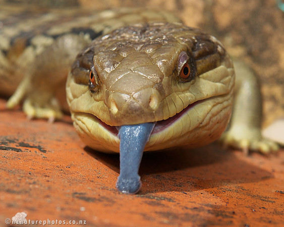 Blue Tongued Skink