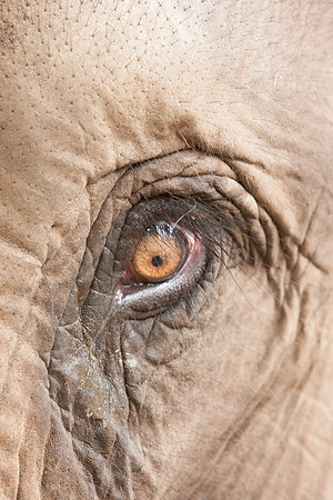 Asian Elephant