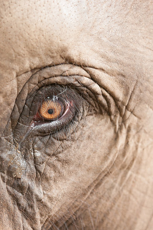 Asian Elephant