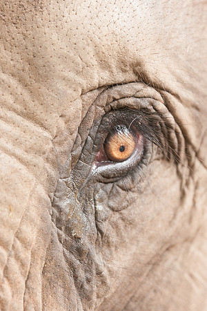 Asian elephant