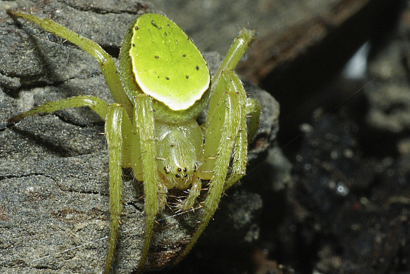 #3 Green Orb-Web Spider