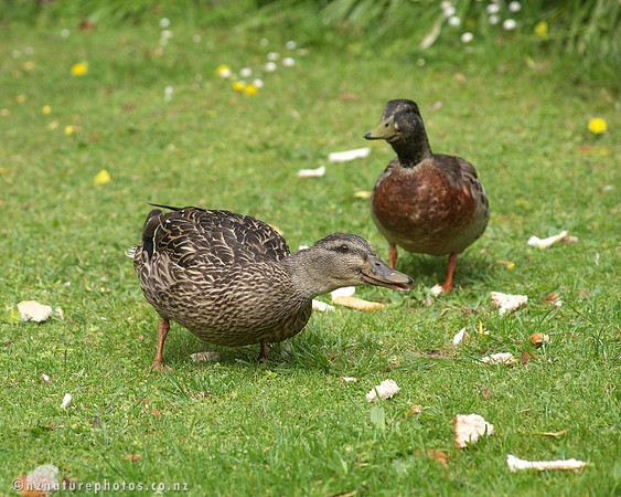 The visitors