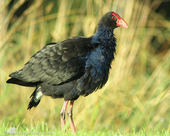 Pukeko