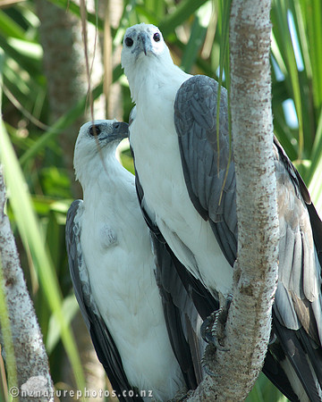 Sea Eagles