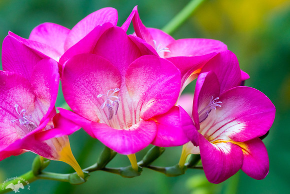 Bright Flowers