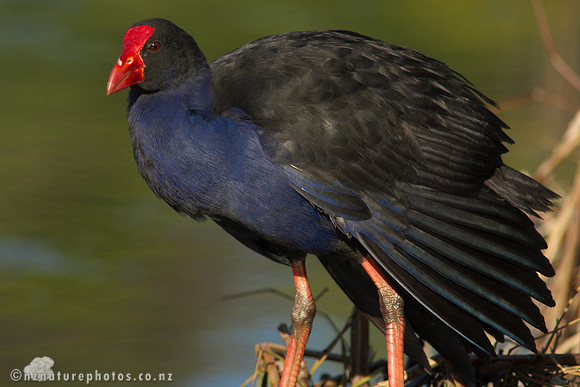 Pukeko