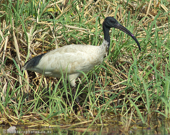 Australasian White Ibis