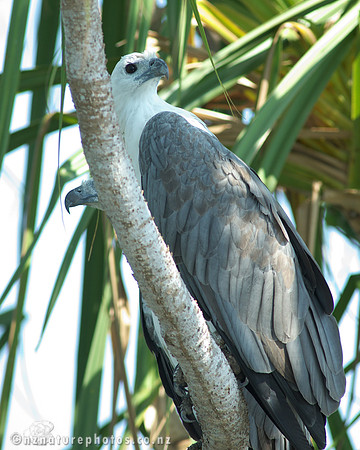 Sea Eagles