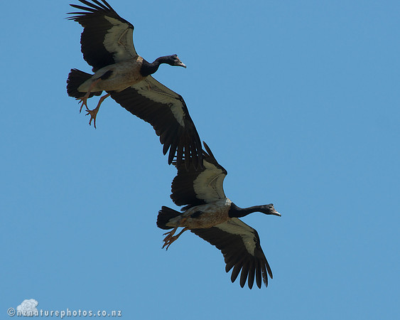 Magpie Goose