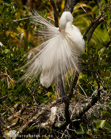 Kotuku