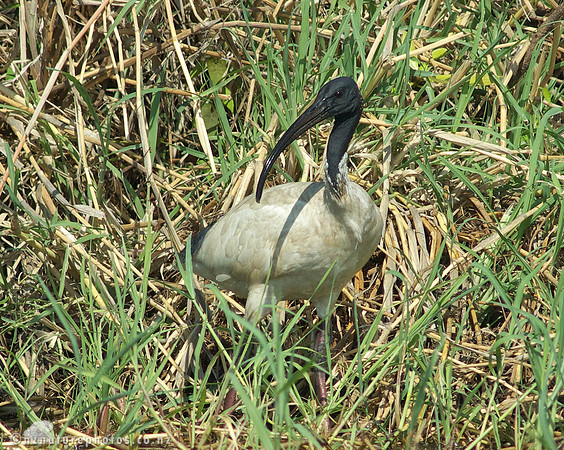 Australasian White Ibis