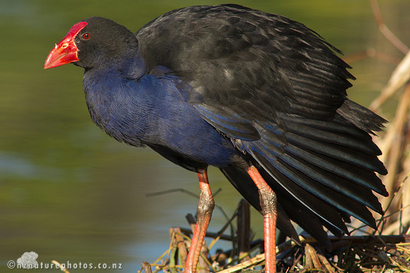 Pukeko