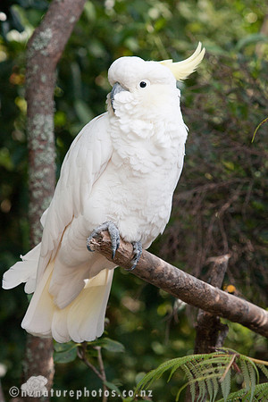 Sulphur Crested Cockatoo