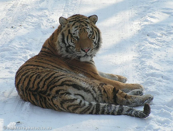 Sunbathing on Snow